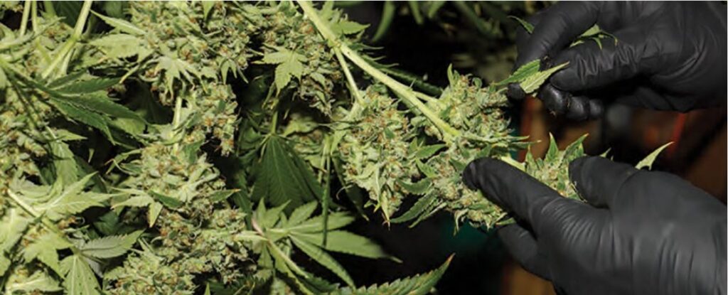 guide to curing cannabis