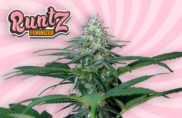 runtz stain