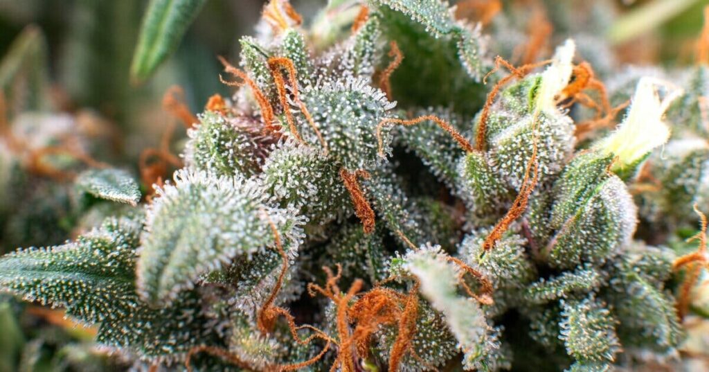 trichomes