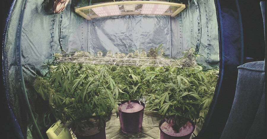 indoor cannabis