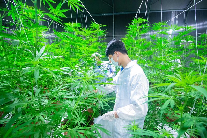 marijuana tourism sawasdee clinic
